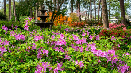 Azalea and Flower Garden with fountain in Raleigh, North Carolina