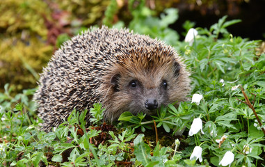 Europäischer Igel
