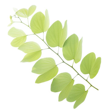 Young bauhinia leaf isolated on white background