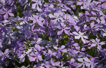 Closeup of violet colored alpine aster blooms 