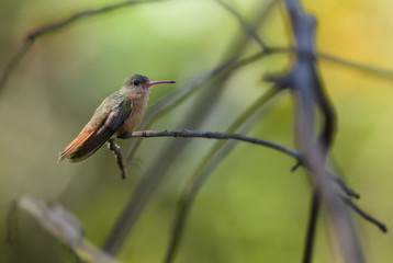 Cinnamon Hummingbird - Amazilia rutila, beautiful colorful hummingbird from Central America forests, Costa Rica.