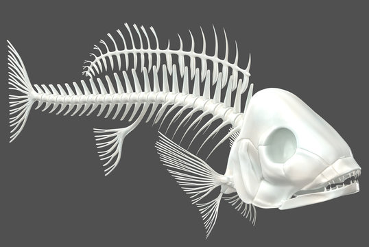 3d render of a fish skeleton on a neutral grey background