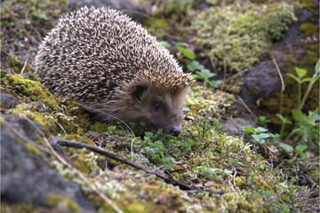 Europäischer Igel © MEISTERFOTO