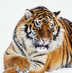 Naklejka premium siberian tiger on snow