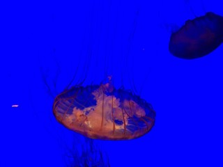 Jellyfish