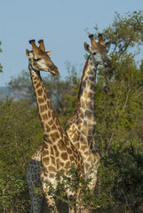 Giraffa, Kruger National Park
