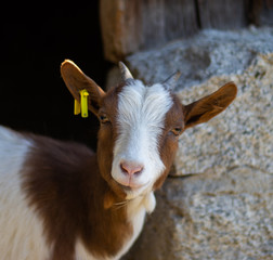 Fototapeta premium Zwergziegen