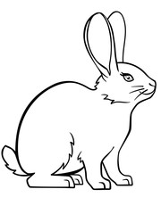 Bunny. Rabbit. Linear drawing of a bunny. Template for coloring