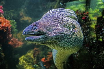 Naklejka na ściany i meble Underwater close up portrait of muraena fish