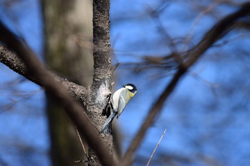 野鳥