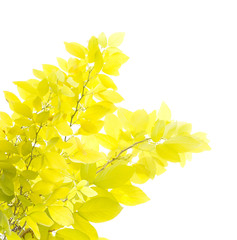 Yellow leaf isolated on white background