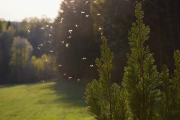 Mosquitos swarm flying in the sunset light