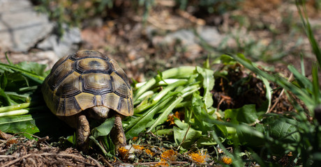 Griechische Landschildkröte