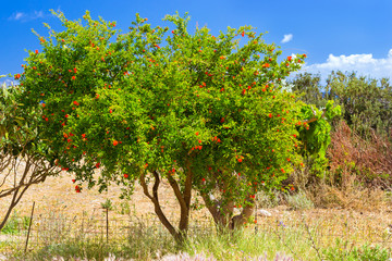 Fototapeta na wymiar Exotic Greek tree with orange flowers grows in the garden at the edge of a Hiking trail in the resort village Bali, Rethymno, Crete, Greece