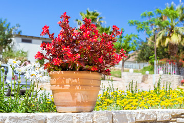 Exotic red flowers grow in clay pot at the edge of a Hiking trail in the resort village Bali, Rethymno, Crete, Greece. Decoration of city environment