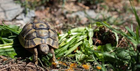 Griechische Landschildkröte
