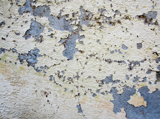 Cracked color on the old wall and the scrap of dead dried ivy