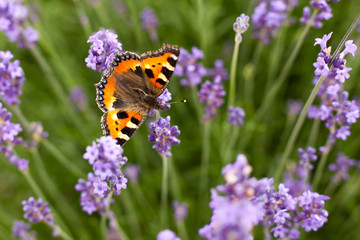 Butterfly purple flowers