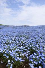 一生に一度は訪れたい世界の絶景。ネモフィラの丘。ひたちなか　茨城　日本。４月中旬。