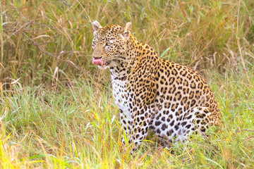Close up of an African Leopard, Camouflaged wild cat lying in the grass. Hunting prey on the Savannah. Conservation of endangered animals. Protected species of Africa