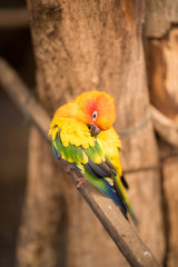 Small Ara parrot. Macaw on the branch cleaning it flur.