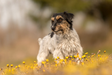  cute Jack Russell Terrier Hound, 3 years old, hair style rough  -  little dog is standing in a flowering meadow in spring