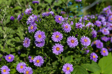 Obraz premium Beautiful autumn flowers
