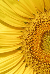 Helianthus annus, Sunflower, Allergens Plants
