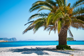 Single tree on a sunny beach in Ibiza