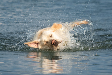 labrador dog in the water