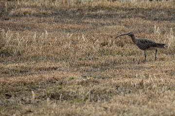 Eurasian curlew  in Brønnøy  Northern Norway