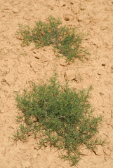 Salsola Kali,Allergens Plants
