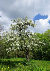 Fototapeta na wymiar Яблоневое цветущее дерево 