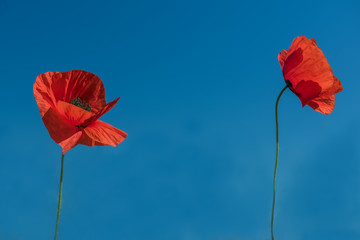 Two flowers of scarlet poppy on blue background of clear sky. Minimum image, maximum free space.
