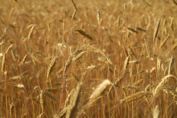 Secale cereal, Rye, Allergens Plants