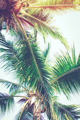 Detail of coconut trees with soft light background or vintage style.