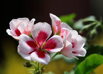 Fototapeta na wymiar pretty flowers of geranium potted plant
