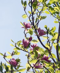 magnolia tree blossoming at spring