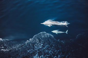 Delfin mit Baby unter Wasser