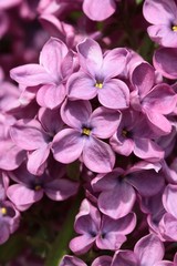 lilac bush blossoming at spring