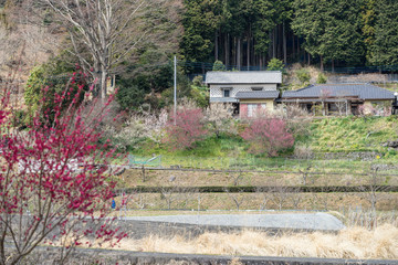 春の修善寺の民家