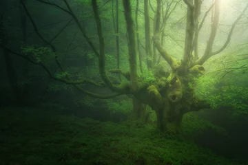 Gordijnen fantasiebos met mist in de lente © mimadeo