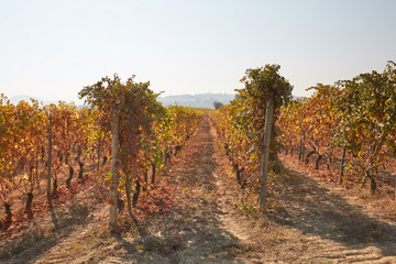 Fototapeta na wymiar Vineyard, vine rows in autumn with yellow leaves in a sunny day