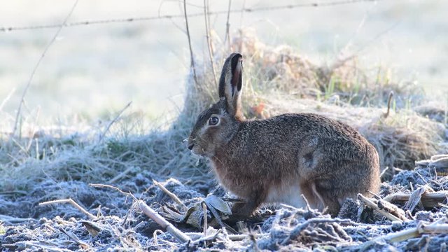 Brown hare eat maize on the field, frost, spring, (lepus capensis)