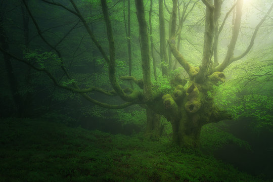 Fototapeta fantasy  forest with fog in spring