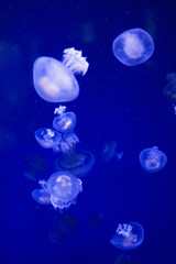 Obraz na płótnie Canvas jellyfish in the sea