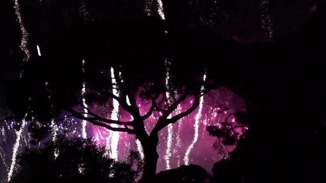 Tree silhouetted by bright colorful slow motion fireworks, Fallas festival Valencia Spain.