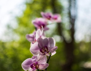 Fototapeta na wymiar Beautiful orchid flower , blurred background