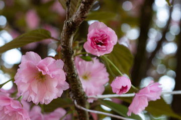 Obraz premium Kirschblüten