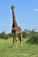 giraffe in Kruger National park in South Africa, near district Lower Sabie